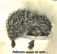 ёжик.jpg