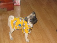 pugs-12.jpg