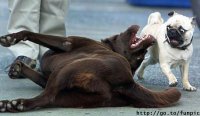 pugs-38.jpg