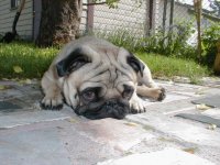 pugs-34.jpg