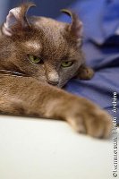 archive_object_4.1131531954.20966[1].jpg