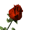 роза!.gif