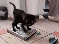 99650.gif