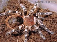 Acanthoscurria_brocklehursti_1_foto.jpg
