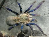 Haplopelma_lividum_1_foto.jpg
