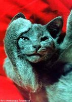 cat40[1].jpg