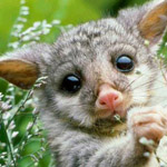 avatar415_08.jpg