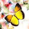 fly11.gif