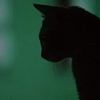 cat2.jpg