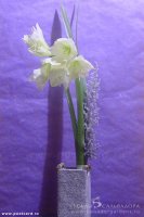 DSC01144.jpg