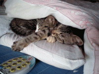 104415.gif
