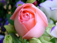 Flowers0032.jpg