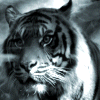 576637.gif