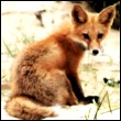 fox011.jpg