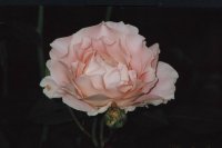 Rose.jpg