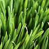 12474_prev_98.jpg