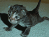 208175042041c98d99c95402ia2gz[1].gif