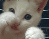 av119ny[2].gif