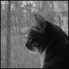 cat11[1].gif