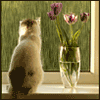 Cat1[1].gif