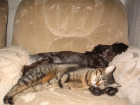 107520.gif