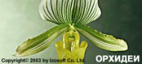 orchid.jpg