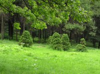 snmall trees.jpg