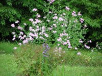 wild flowers1.jpg