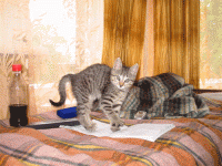 112078.gif