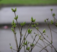 spring.jpg