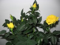 IMG_3522--2_resize.jpg