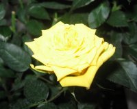 IMG_3526-2_resize.jpg