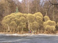 spring trees.jpg