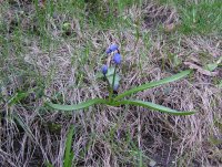 first flowers.jpg