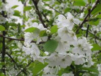 IMG_0488_1_1.JPG