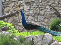 IMG_0668_1_1.JPG