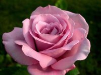 33927_prev_425.jpg