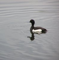 bird2.jpg