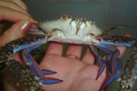 krab.jpg