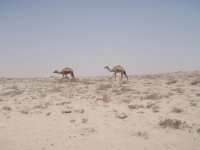 desert.jpg