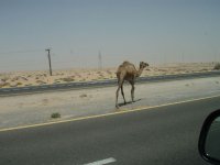 desert3.jpg