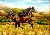 horse.jpg