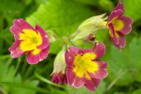 summer flower.jpg