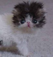cat5[1].jpg