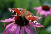 IMG_0926-web.jpg