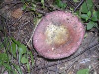 DSCN1813.JPG