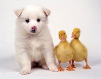 mad_dogs_5.jpg