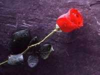 006_61.jpg