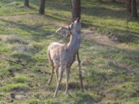 IMG_1784_1_1_1_1.JPG
