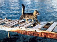 060821_cat.jpg